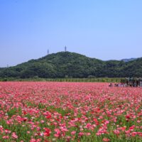笠岡・ポピー畑（写真提供：岡山県観光連盟）